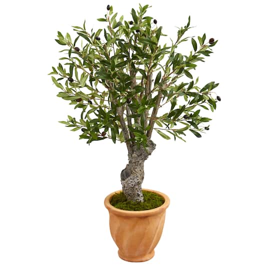 3ft. Olive Tree in Terracotta Planter